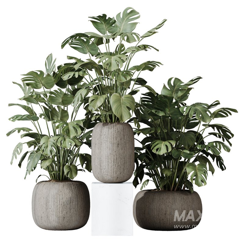 HQ HousePlants Giant Monstera Deliciosa Swiss Cheese - Image 1