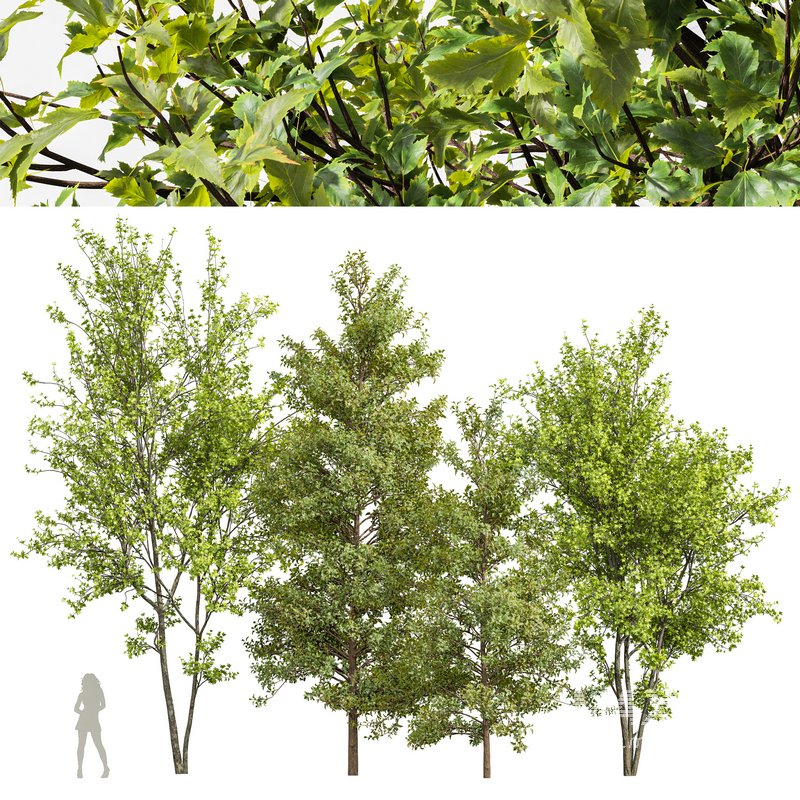 Acer Buergerianum and Saccharinum Spring - Image 3