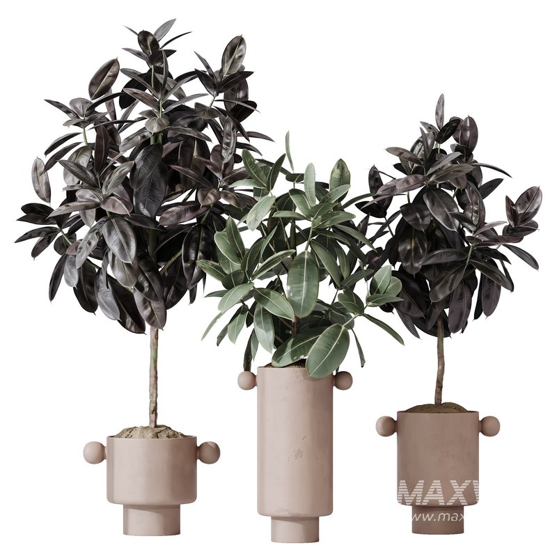 HQ HousePlants Rubber Ficus Elastica Abidjan Melany Set05 - Image 1