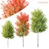 HQ Plants Acer X freemanii Freeman Maple Sapindaceae Tree - Thumbnail 1