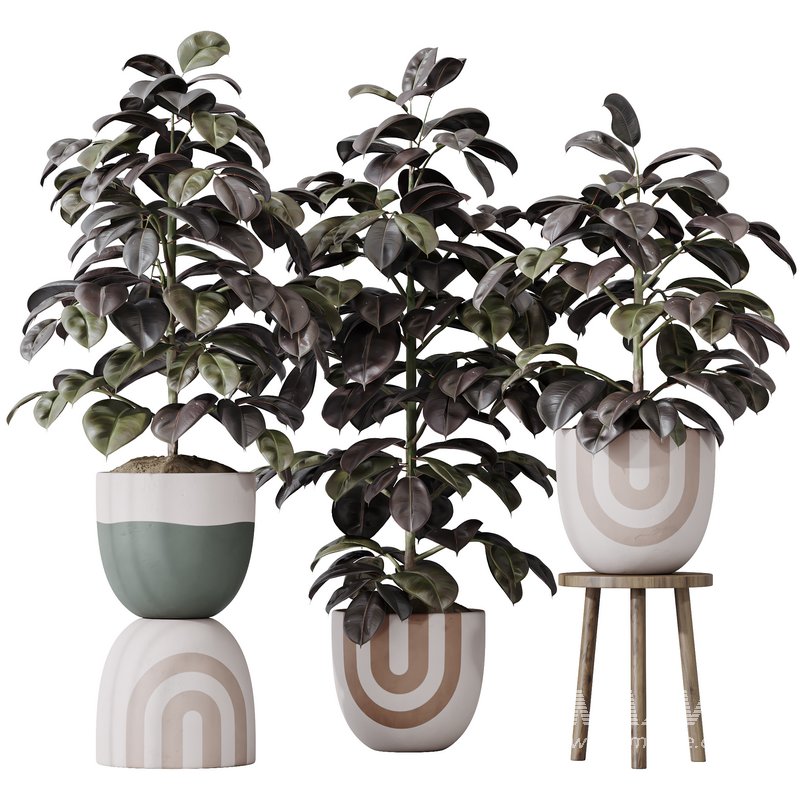HQ HousePlants Rubber Ficus Elastica Abidjan Melany Set06 - Image 1