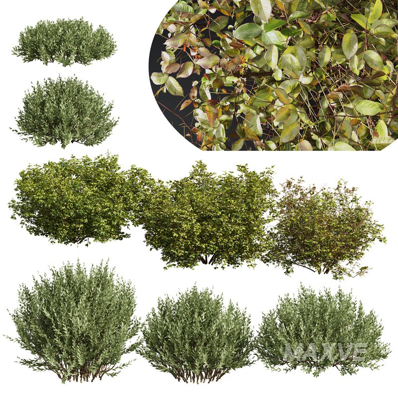 8 different autumn plants - Image 1