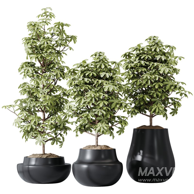 HQ HousePlants Schefflera Arboricola Umbrella Set03 - Image 1