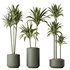 HousePlants Dracaena Warneckii Lemon Lime Cane Dragon Set02 - Thumbnail 1