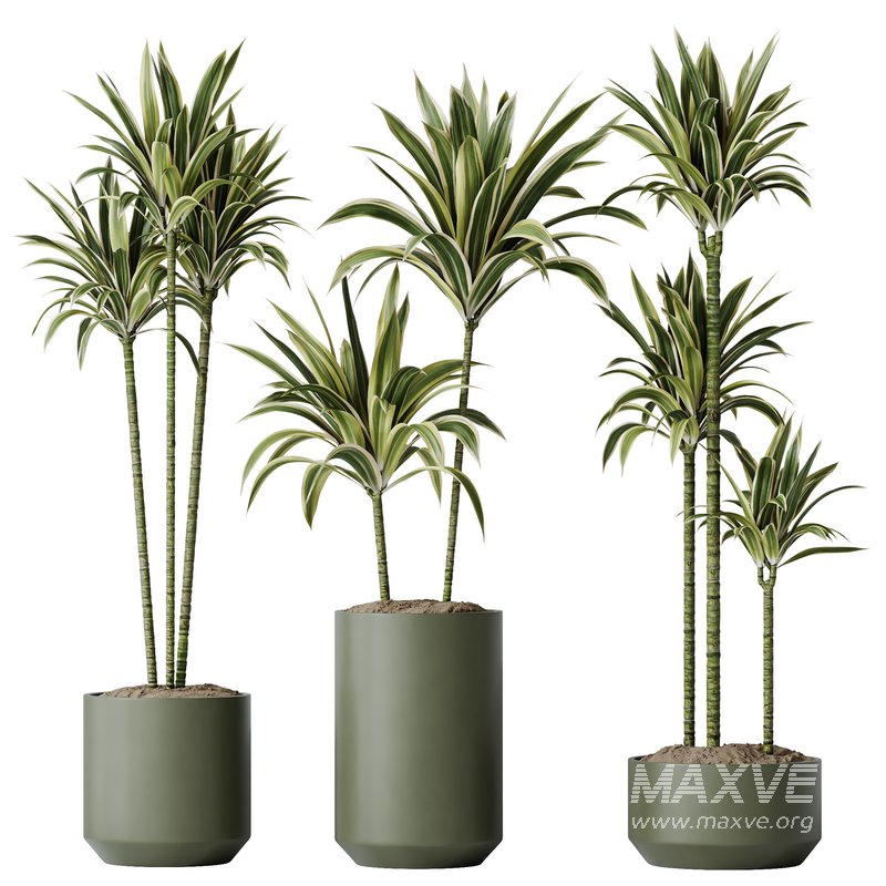 HousePlants Dracaena Warneckii Lemon Lime Cane Dragon Set02 - Image 1