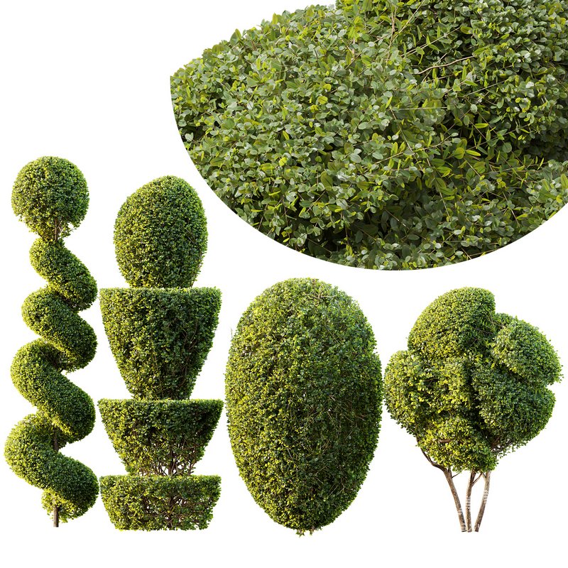 Ficus Concinna Bonsai Pruned 7 - Image 1