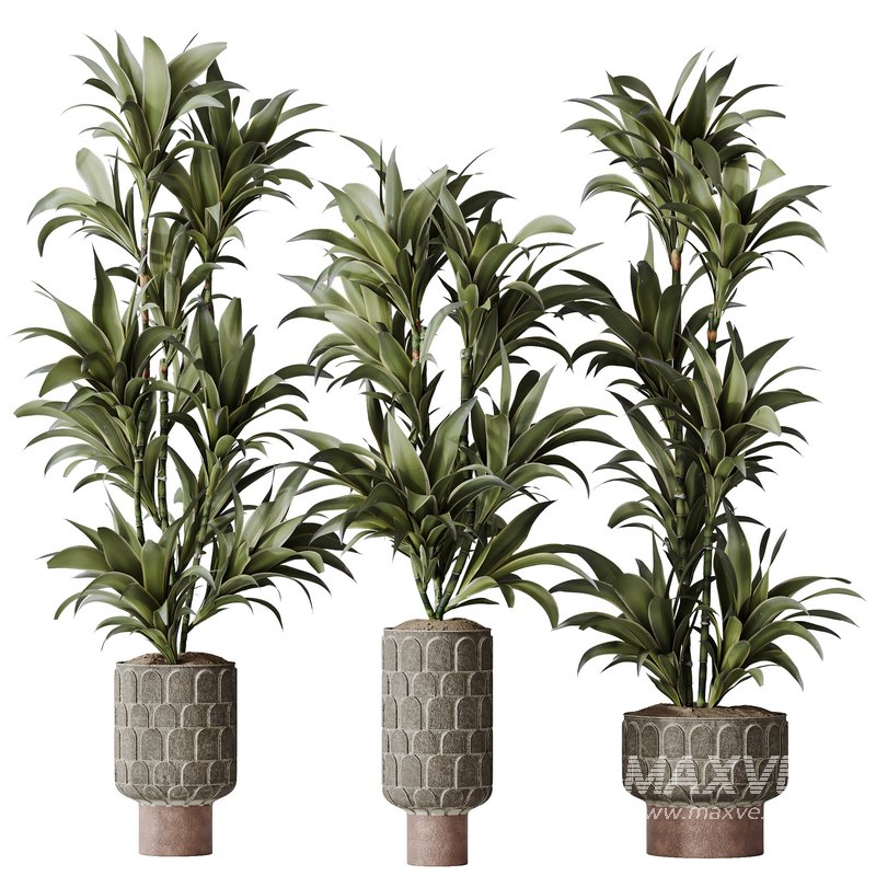 HQ HousePlants Dracaena Warneckii Lemon Lime Cane Dragon Set05 - Image 1