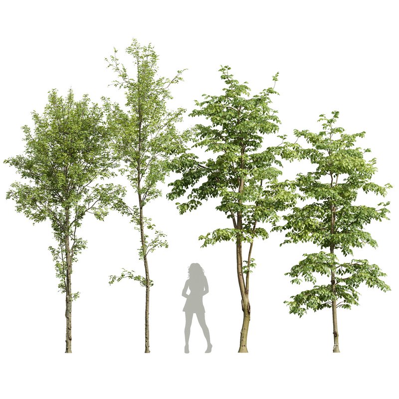 Alnus Glutinosa and Carpinus Betulus - Image 1