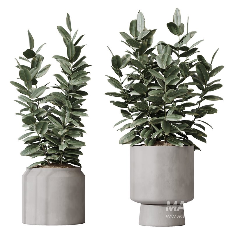 HousePlants Rubber Ficus Elastica Abidjan Melany Set02 - Image 1