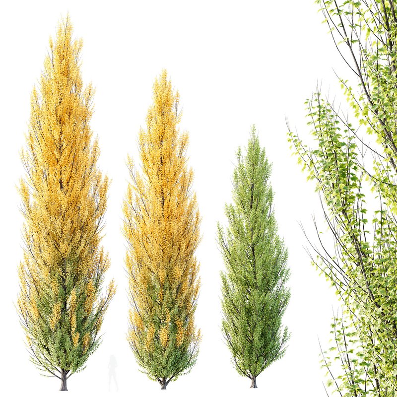 HQ Plants Acer X freemanii Freeman Maple Sapindaceae Armstrong - Image 1