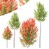 HQ Plants Acer X freemanii Freeman Maple Sapindaceae Set02 - Thumbnail 1