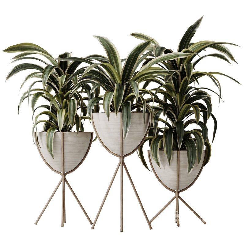 HQ HousePlants Dracaena Warneckii Lemon Lime Cane Dragon - Image 1