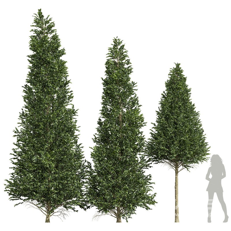 Carpinus Betulus 03 - Image 1