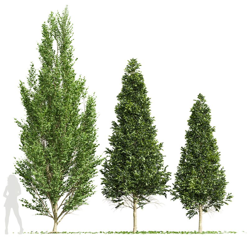 Carpinus Betulus 02 - Image 3