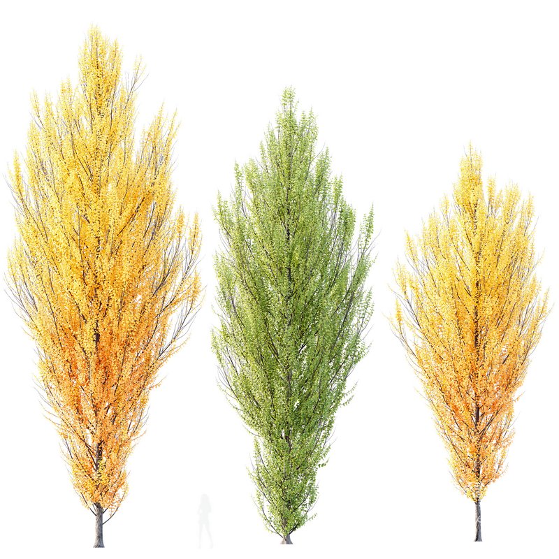 HQ Plants Acer X freemanii Freeman Maple Sapindaceae Armstrong Set03 - Image 1