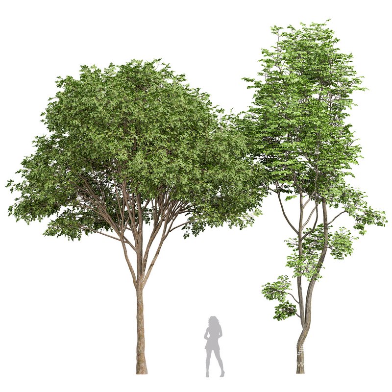 alnus incana - Image 1