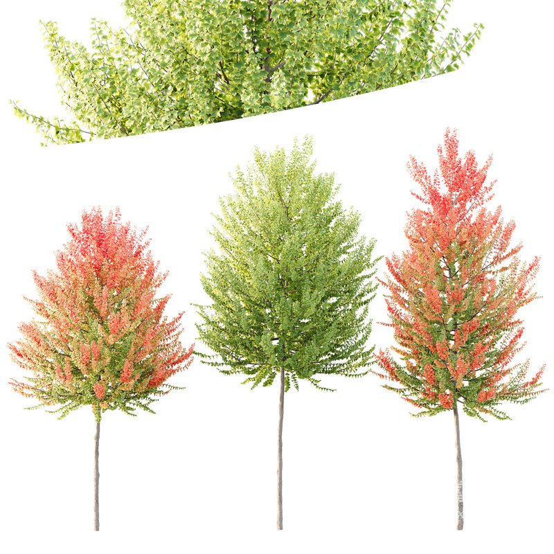 HQ Plants Acer X freemanii Freeman Maple Sapindaceae Set03 - Image 1