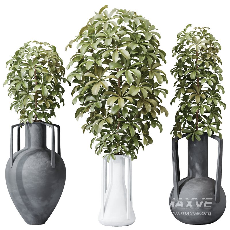HQ HousePlants Schefflera Arboricola Umbrella Set04 - Image 1