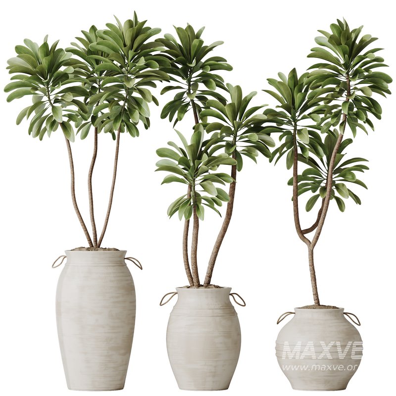HQ HousePlants Euphorbia Drupifera Sunshine Agaveville Set03 - Image 1