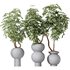 HQ HousePlants Schefflera Arboricola Umbrella Set05 - Thumbnail 3