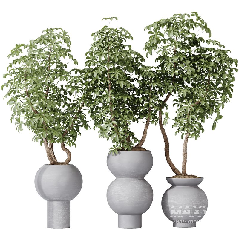 HQ HousePlants Schefflera Arboricola Umbrella Set05 - Image 3