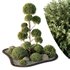 HQ Tree and bush garden box outdoor VOL 41 - Thumbnail 2