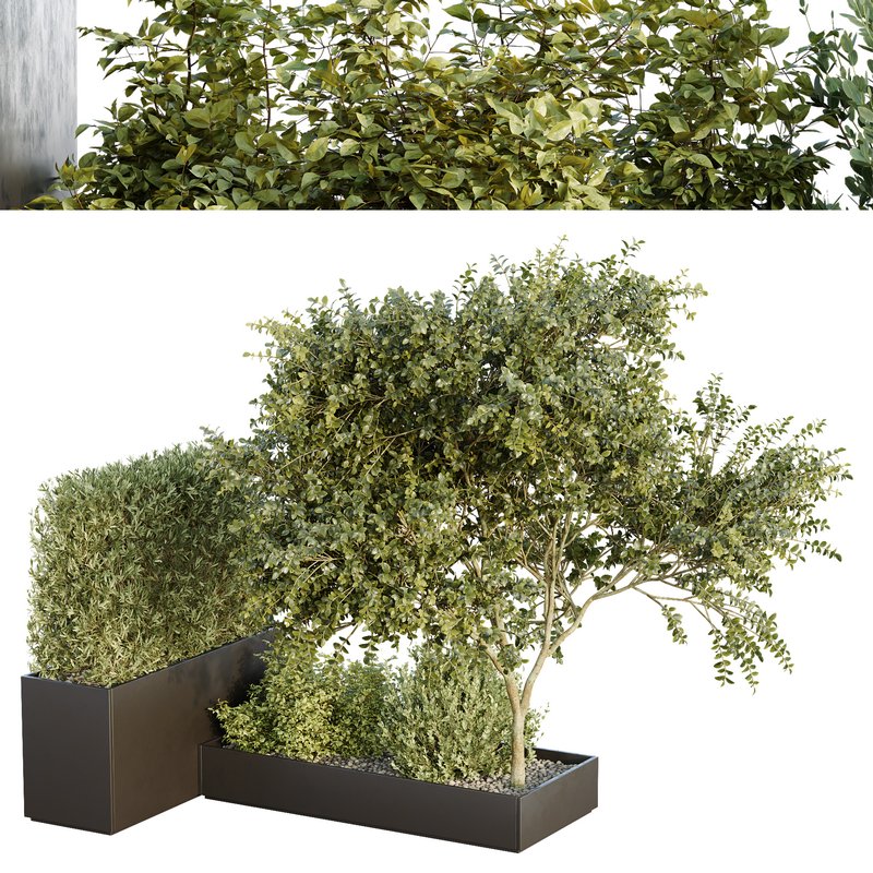 HQ Tree and bush garden box outdoor VOL 34 - Image 1