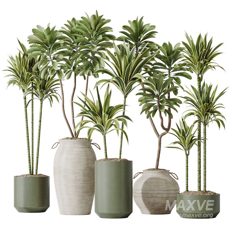 Lemon Cane Dragon and Euphorbia Drupifera set 19 - Image 1
