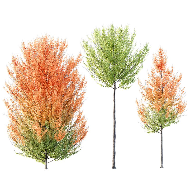 HQ Plants Acer X freemanii Freeman Maple Sapindaceae Set07 - Image 1