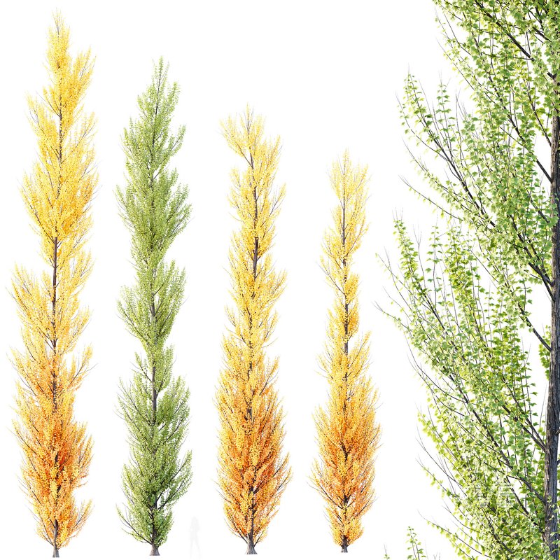 Plants Acer X freemanii Freeman Maple Sapindaceae Armstrong Set04 - Image 1