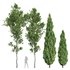 Mediterranean Cypress and Birch trees - Thumbnail 1