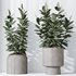 HousePlants Rubber Ficus Elastica Abidjan Melany Set02 - Thumbnail 2