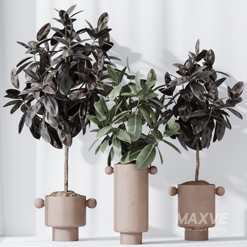 HQ HousePlants Rubber Ficus Elastica Abidjan Melany Set05 - Image 3