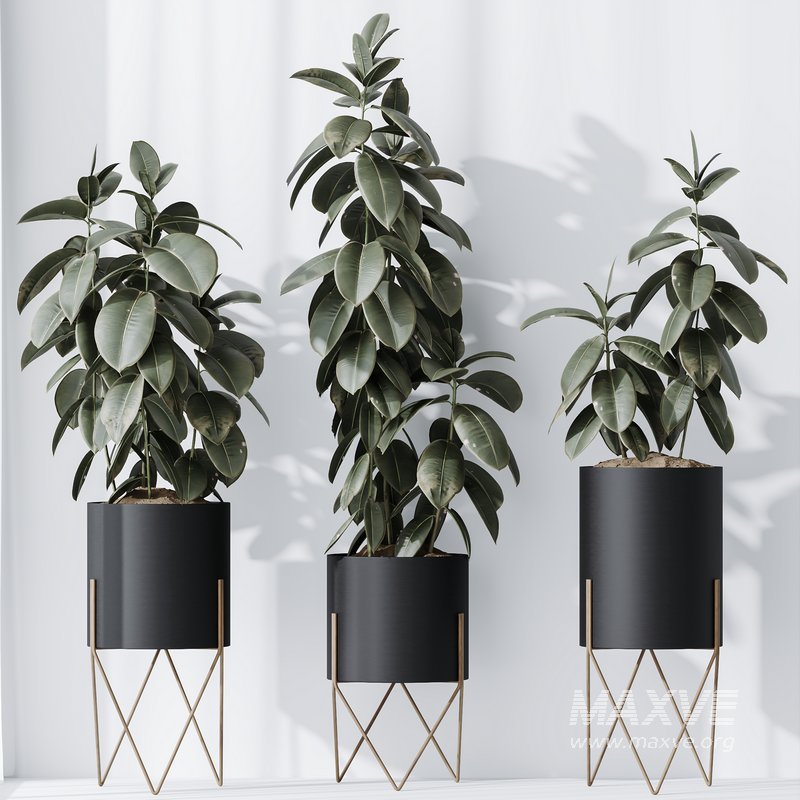 HQ HousePlants Rubber Ficus Elastica Abidjan Melany Set07 - Image 2