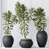 HQ HousePlants Euphorbia Drupifera Sunshine Agaveville Set01 - Thumbnail 3