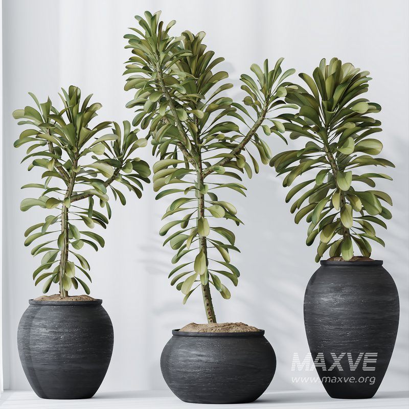 HQ HousePlants Euphorbia Drupifera Sunshine Agaveville Set01 - Image 3