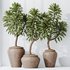 HQ HousePlants Euphorbia Drupifera Sunshine Agaveville Set02 - Thumbnail 2