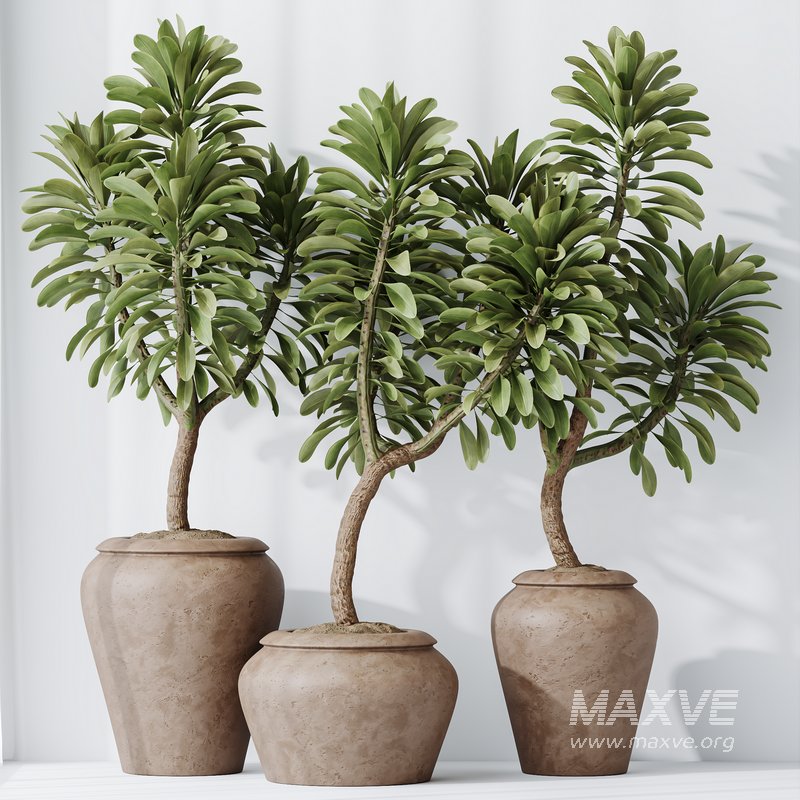 HQ HousePlants Euphorbia Drupifera Sunshine Agaveville Set02 - Image 2