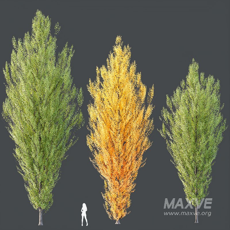 HQ Plants Acer X freemanii Freeman Maple Sapindaceae Armstrong Set03 - Image 2