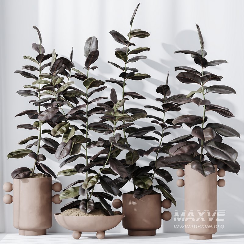 HQ HousePlants Rubber Ficus Elastica Abidjan Melany Set04 - Image 3