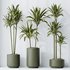 HousePlants Dracaena Warneckii Lemon Lime Cane Dragon Set02 - Thumbnail 2