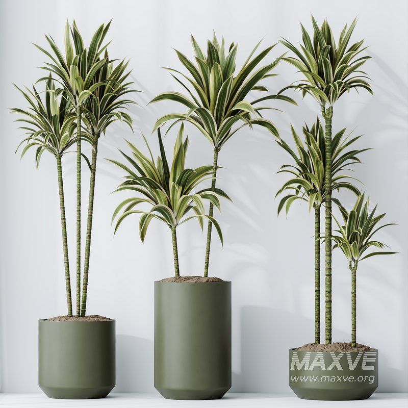 HousePlants Dracaena Warneckii Lemon Lime Cane Dragon Set02 - Image 2