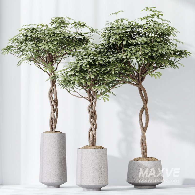 HQ HousePlants Schefflera Arboricola Umbrella Set02 - Image 3