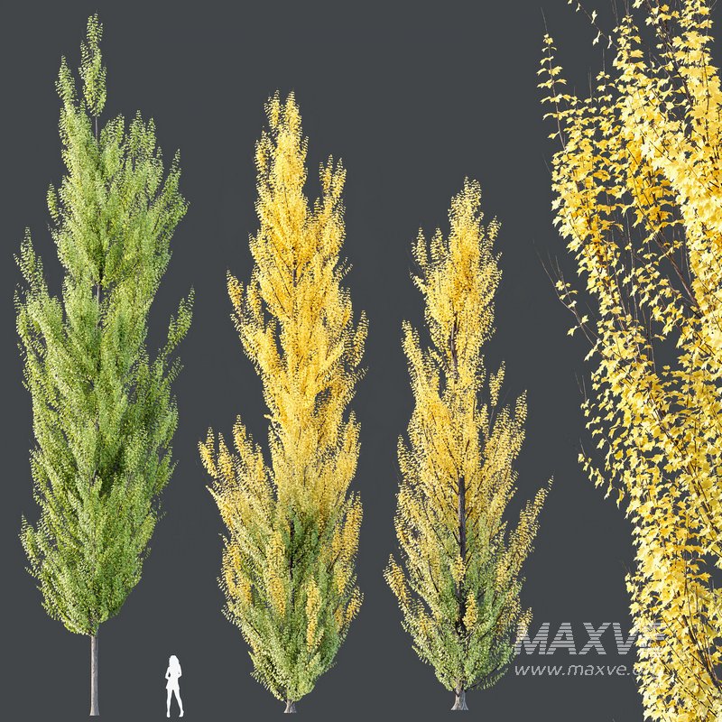 HQ Plants Acer X freemanii Freeman Maple Sapindaceae Armstrong Set02 - Image 2