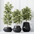 HQ HousePlants Schefflera Arboricola Umbrella Set03 - Thumbnail 2