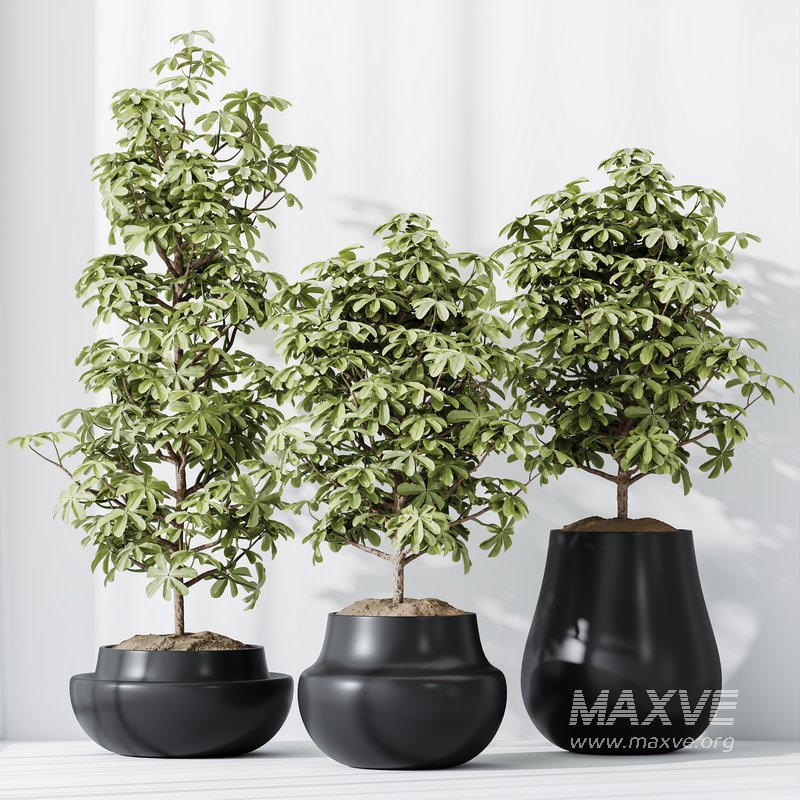 HQ HousePlants Schefflera Arboricola Umbrella Set03 - Image 2