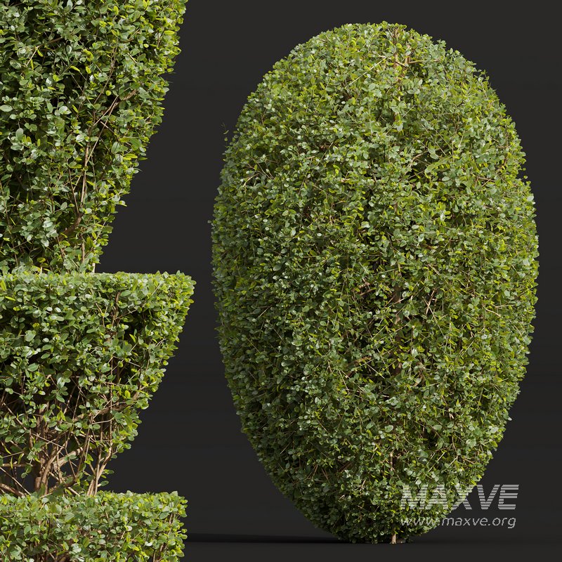 Ficus Concinna Bonsai Pruned 7 - Image 2