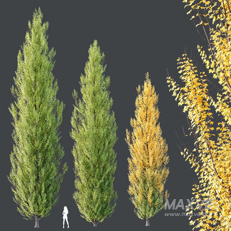 HQ Plants Acer X freemanii Freeman Maple Sapindaceae Armstrong - Image 2