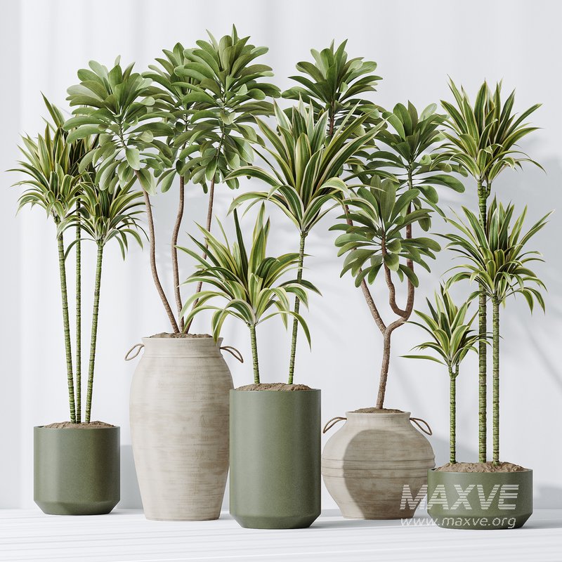 Lemon Cane Dragon and Euphorbia Drupifera set 19 - Image 3