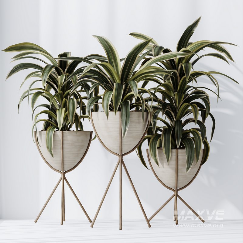 HQ HousePlants Dracaena Warneckii Lemon Lime Cane Dragon - Image 3